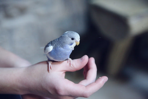 Birds🐣