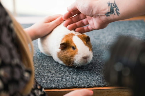 Small Pets