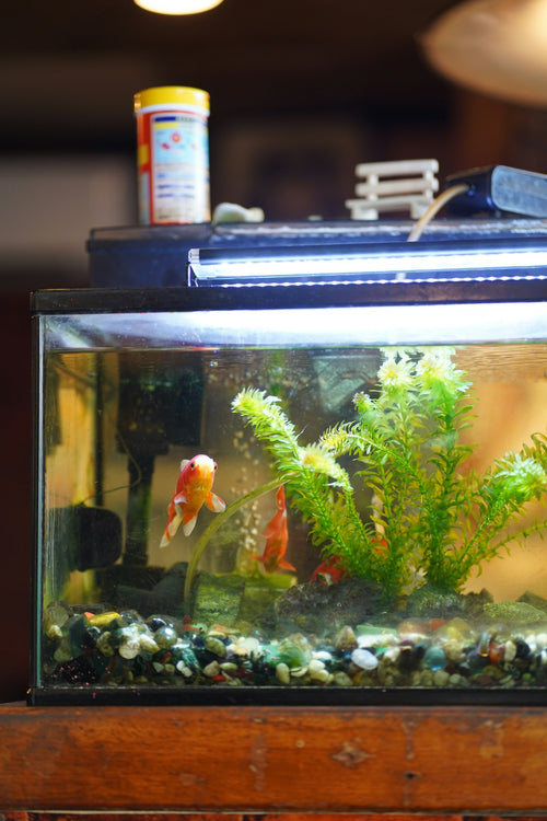 Fish