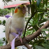 Bird Harness & Flying Leash