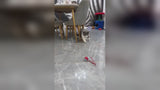 Smart Rolling Cat Toy Ball